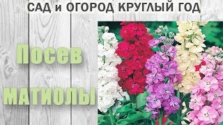 видео Маттиола или Ночная красавица