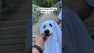 Ghost trend with my DOG 🐶👻 #dog #halloween #photography