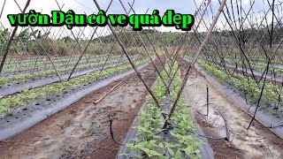 Chia sẻ cách trồng đậu cove, phương thức hàng đôi, Đạt năng suất cao