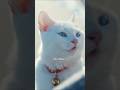 #8シロという猫が今年最後の散歩で出会った愛に感動する#ショートドラマ #猫