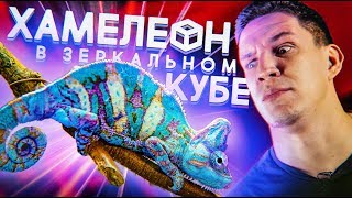 Это Невероятно! Хамелеон В Зеркальной Комнате! Я В Шоке!