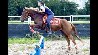 A day in the life of training horses || Hannah Pikkat