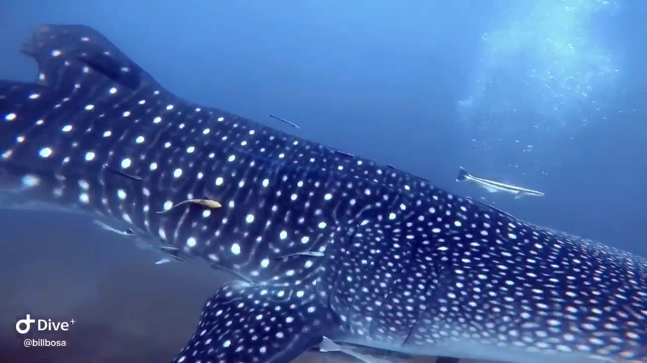 palawan whale shark tour