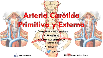 Qual o trajeto da a carótida interna no interior do canal Carótico?