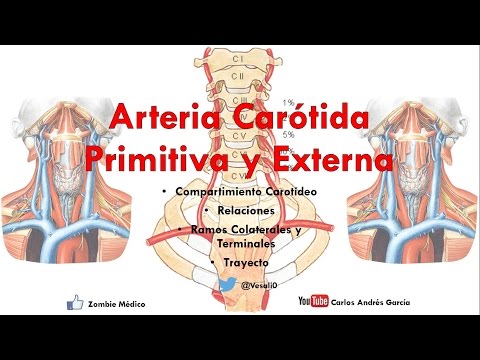 Vídeo: Ramas De La Arteria Carótida Externa, Anatomía Y Función - Mapas Corporales