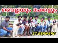 Saint Bernard dog and puppy's | Multi BOB Indian champion Bella の動画、YouTube動画。