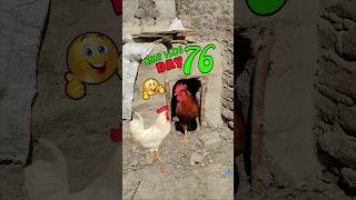 Murge New Ghar Mein jaane Lage 😲 Mini vlog Day 76🤔🔥|#shorts #pigeon #shortfeed #minivlog #vlog
