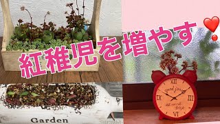 多肉植物】紅稚児を増やす❣️ 2022.4.19 - YouTube