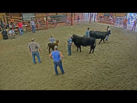 live-from-2019-junior-and-open-class-beef-breeding,-feeder-calves,-market-beef,-and-beef-showmanship
