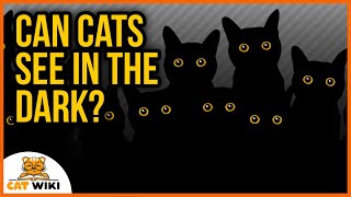 Can Cats See In The Dark? Debunking Popular Beliefs!