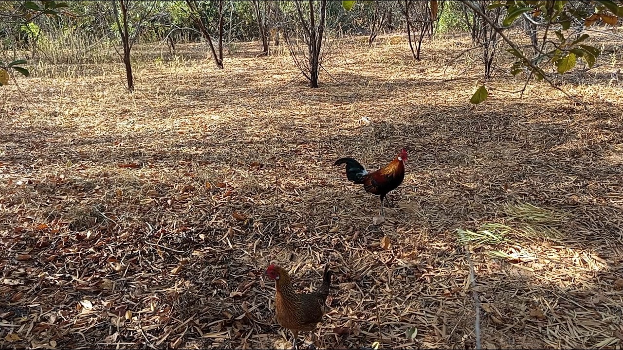 Bẫy Gà Rừng Ngày Mùng 2 Tết | Hoàng Tây