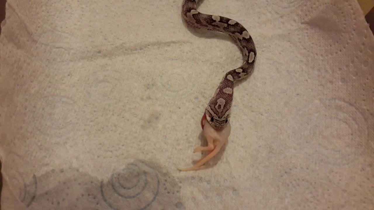 camera iphone 8 plus apk Feeding 5 Gram fluff to my 7 month old corn snake Anery. He yawns afterwards. SO CUTE!
