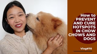 HOW TO TREAT AND PREVENT HOTSPOTS or 'kati-kati'  IN CHOW CHOWS OR DOGS (Vlog#70) by funneimom 1,894 views 2 years ago 12 minutes, 37 seconds