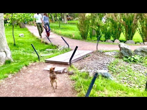 Welcome to Armenia Один из прекрасных парков в Ереване..Walking in Yerevan .