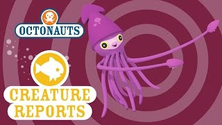 Octonauts: Creature reports - Colossal Squid