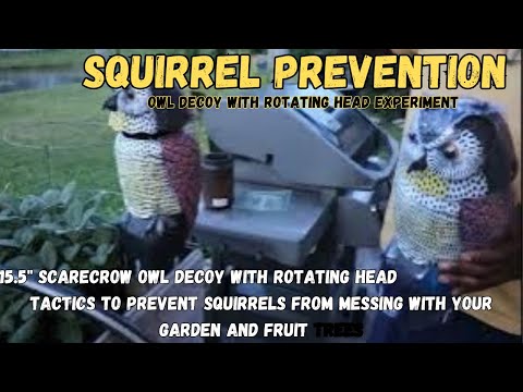 Video: Zal uilenlokvogel eekhoorns afschrikken?
