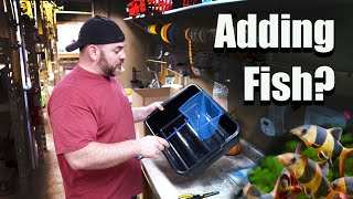 Adding New Fish to an Aquarium? Learn From Someone Who Adds 1,000s of Fish Every WEEK!