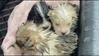 Three Little Milk Puppies Washed Away by Rain Rescued and Nursed Back to Health by Passing Man