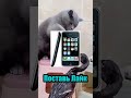 Любишь Иисуса? #рек #рекомендации #выбери #кот #котик #котики #хочуврек #иисус #а4 #а4топ