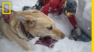 Capturing the Impact of Avalanche Rescue Dogs | National Geographic