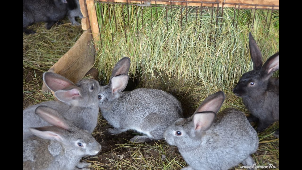 ⁣Содержание кроликов. Фермерское хозяйство Виктора Катанаева