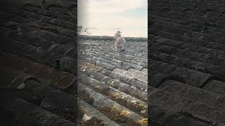 Cute Baby Seagull Chick On A Railway Station Roof