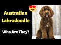 Who is an Australian Labradoodle? Health, Feeding, Size, Coat, Training