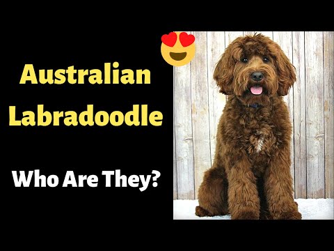 Video: Làm thế nào để đặt một cây cung trên một con chó