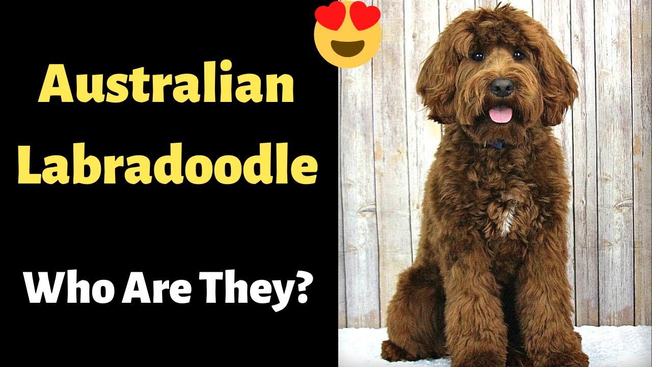 Who is an Australian Labradoodle? Health, Feeding, Size, Coat, Training
