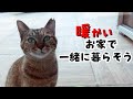 野良猫りんちゃんを家猫に迎える決意をした理由 636話