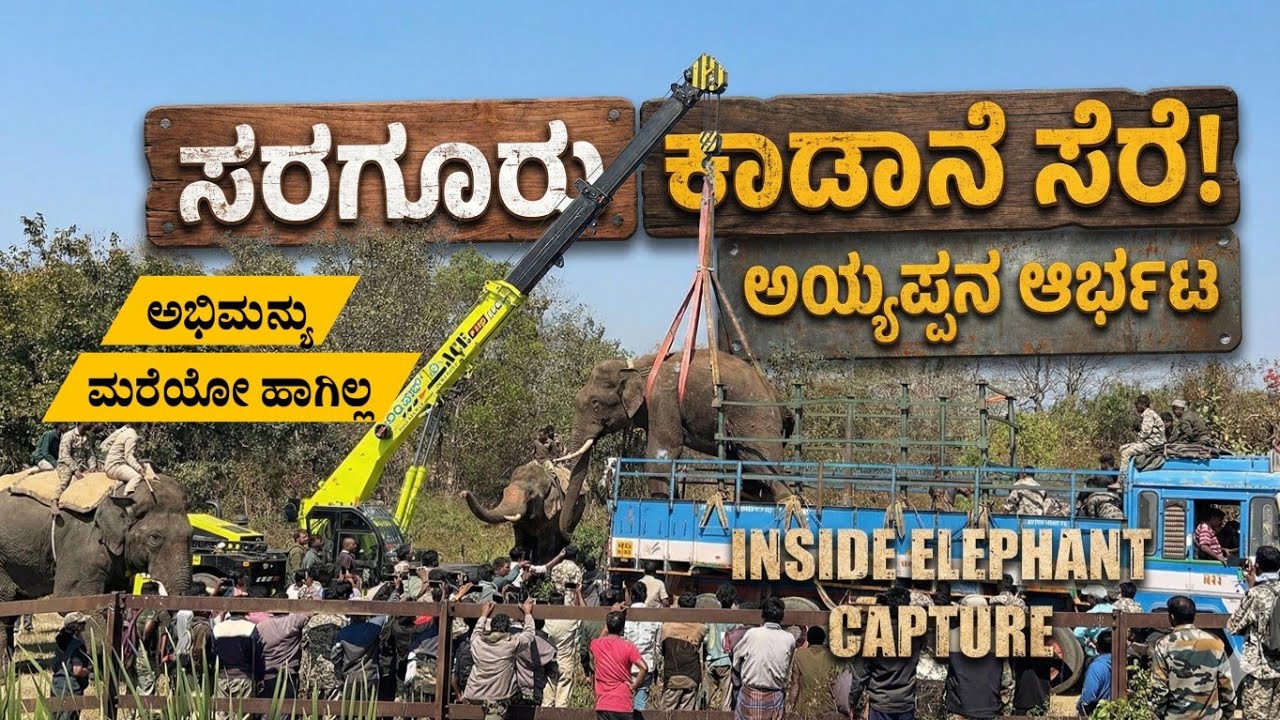 ನಮ್ಮ ಗಜಪಡೆ ಸೂಪರ್ ಸರಗೂರಿನಲ್ಲಿ ಕಾಡಾನೆ ಕಾರ್ಯಾಚರಣೆ ಯಶಸ್ವಿ 👌ಈ ಆನೆ ಯಾವ ಶಿಬಿರಕ್ಕೆ ❓