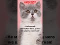 🤣Анекдот &quot;Мадам, купите кота!&quot; #анекдоты #юмор #приколы #мемы