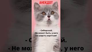 🤣Анекдот &quot;Мадам, купите кота!&quot; #анекдоты #юмор #приколы #мемы