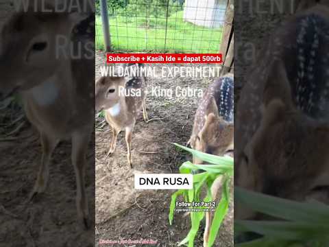 Video: Apakah satir dan rusa itu sama?