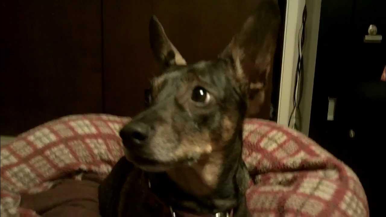 Bat Eared Basenji Dog Wiggles Her Giant Ears YouTube