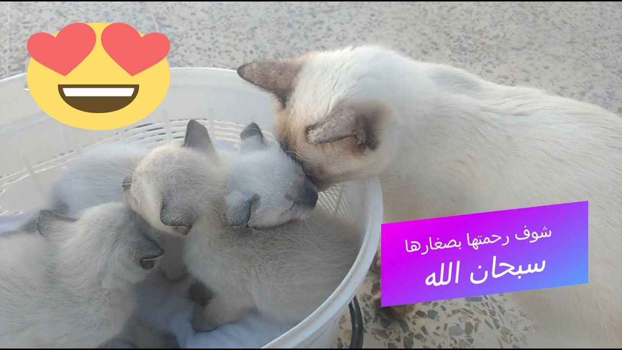 قطط أخوك بوكرالدين رضا :) أمهم اسمها ميشا وابنائها اقترحوا لهم اسماء الله يكرمكم في التعليقات