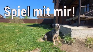 Ich spiele mit den drei Hunden im Gastfamilienhaus. Der Sommer ist vor der Tür