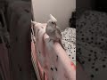 I'm a cute dude 😎 #cockatiel #lifeisbutadream #birds