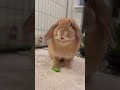 See how fast I finish my celery, mommy. #bunnyeating #shorts