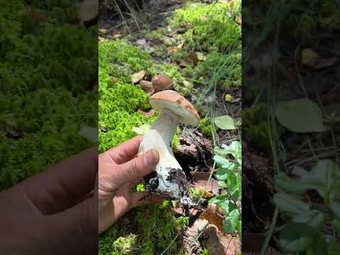 СОБИРАЮ ГРИБЫ В СЕКРЕТНОЙ ЗОНЕ 🚫