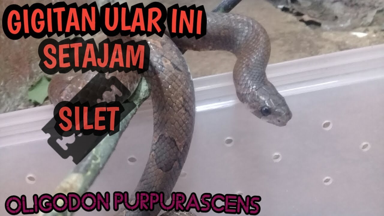 Ular Kukri / OLIGODON PURPURASCENS