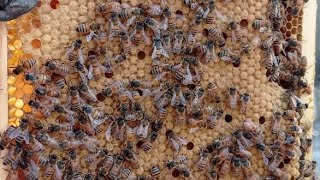 تغذية النحل بالمحلول السكري المحول