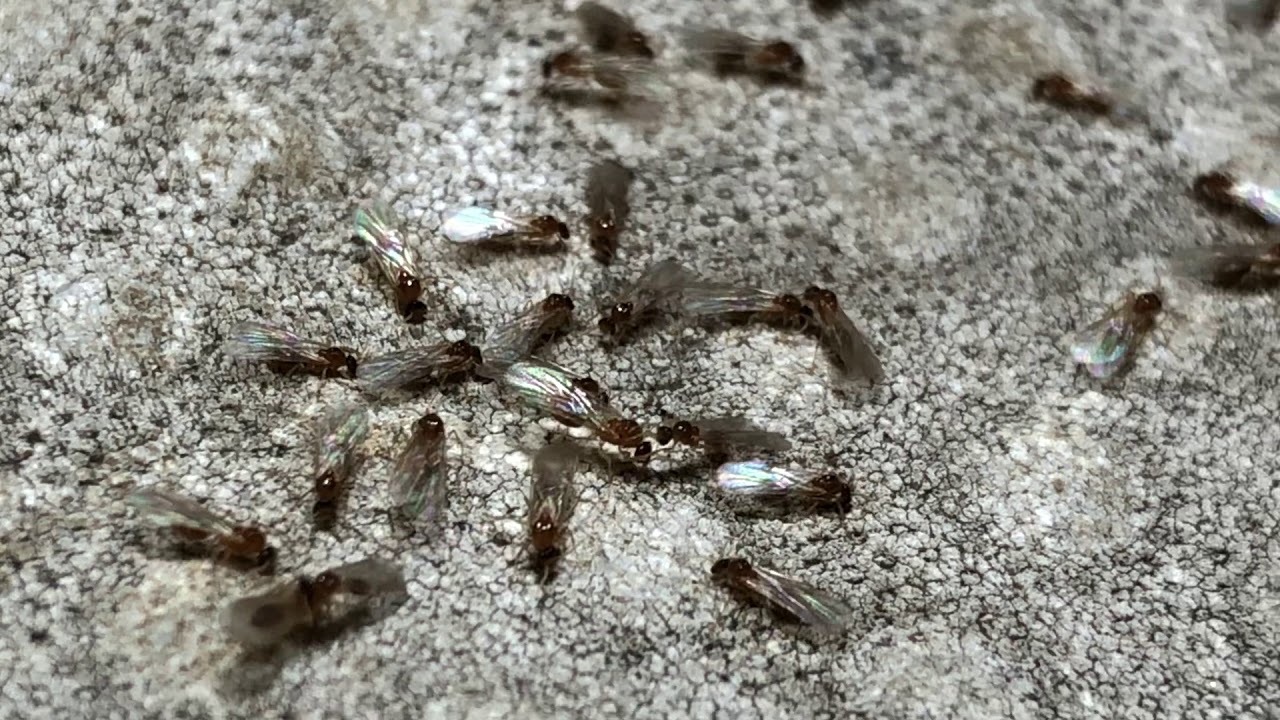 網戸の隙間から入ってくる 小さな羽アリの正体は 富士ライフ