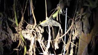 Carolina Sphinx Moth Release