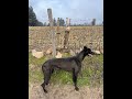 Caza de liebre con galgo-- Mano a mano Blacky-- Esta vez nos gano la liebre--Sexta Region