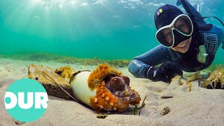 The Beautiful Connection Between Octopus and Human | Our World