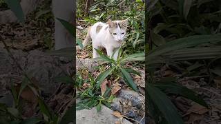 Important facts about cat whiskers. 😼 #catshorts #cat #cats #animals #pets #catvideos #kitten