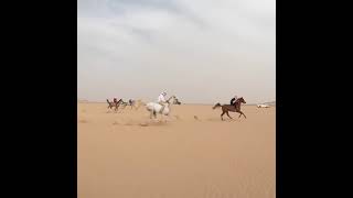 Arabian horse racing