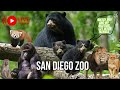  live   san diego zoo hanging out with the cutest twin bear cubs  funniest wild animals