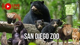 🔴 LIVE -  San Diego Zoo: Hanging Out with the Cutest Twin Bear Cubs & Funniest Wild Animals